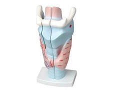 Модель гортани в разрезе - fgospostavki.ru - Апрелевка