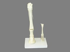 Модель "Скелет конечностей лошади и овцы" (на подставке) - fgospostavki.ru - Апрелевка