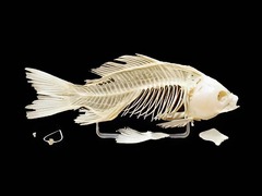 Скелет костистой рыбы - fgospostavki.ru - Апрелевка