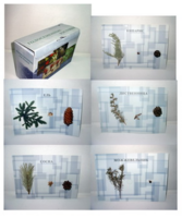 Коллекция "Голосеменные растения" - fgospostavki.ru - Апрелевка