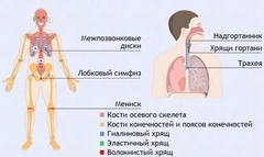 Интерактивные курсы. Биология 9 класс. Базовый. - fgospostavki.ru - Апрелевка