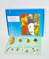 Коллекция "Шишки, плоды, семена деревьев и кустарников" - fgospostavki.ru - Апрелевка