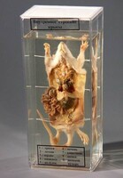 Влажный препарат "Внутреннее строение крысы" - fgospostavki.ru - Апрелевка