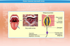 Интерактивные курсы. Биология 10 класс. Базовый. - fgospostavki.ru - Апрелевка