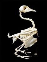 Скелет голубя - fgospostavki.ru - Апрелевка