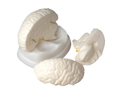 Модель мозга в разрезе - fgospostavki.ru - Апрелевка