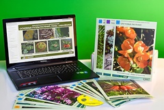 Гербарий натурально-интерактивный "Основные группы растений. Грибы. Лишайники" - fgospostavki.ru - Апрелевка