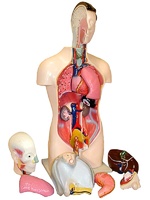 Торс человека разборный (42 см.) - fgospostavki.ru - Апрелевка