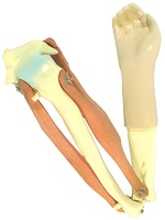 Модель локтевого сустава подвижная - fgospostavki.ru - Апрелевка