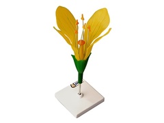 Модель цветка капусты - fgospostavki.ru - Апрелевка