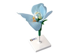 Модель цветка гороха - fgospostavki.ru - Апрелевка