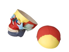 Модель "Череп человека с раскрашенными костями" - fgospostavki.ru - Апрелевка