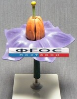 Модель "Цветок картофеля" - fgospostavki.ru - Апрелевка