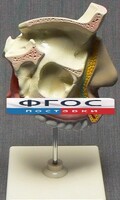Модель "Разрез носоглотки" - fgospostavki.ru - Апрелевка