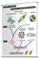 Плакаты по биологии для оформления кабинета. - fgospostavki.ru - Апрелевка