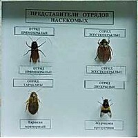 Коллекция энтомологическая "Представители отряда насекомых" - fgospostavki.ru - Апрелевка