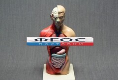 Модель Торс человека 42 сантиметра - fgospostavki.ru - Апрелевка