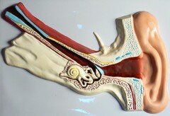 Модель барельефная "Ухо человека" (часть 1) - fgospostavki.ru - Апрелевка