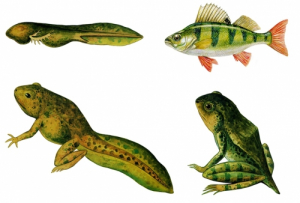 Модель-аппликация Цикл развития костной рыбы и лягушки - fgospostavki.ru - Апрелевка