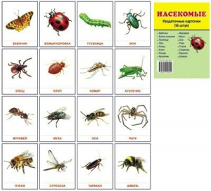 Раздаточные карточки "Насекомые" - fgospostavki.ru - Апрелевка