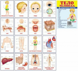 Раздаточные карточки "Тело человека" - fgospostavki.ru - Апрелевка