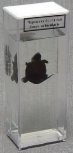 Влажный препарат "Черепаха болотная" - fgospostavki.ru - Апрелевка