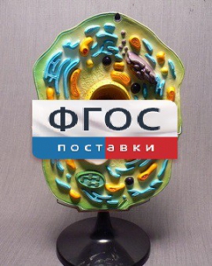 Модель "Клетка растения" - fgospostavki.ru - Апрелевка