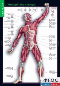 Комплект таблиц. Биология. Строение тела человека. - fgospostavki.ru - Апрелевка