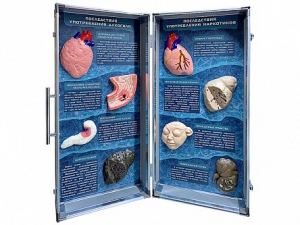 Учебно-демонстрационный кейс "Последствия употребления алкоголя и наркотиков" - fgospostavki.ru - Апрелевка