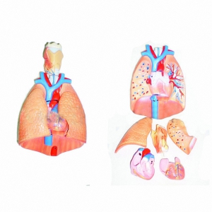 Модель "Система органов дыхания" - fgospostavki.ru - Апрелевка