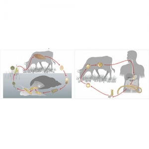Модель-аппликация Цикл развития бычьего цепня и печеночного сосальщика - fgospostavki.ru - Апрелевка