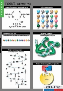 Комплект таблиц. Биология. Химия клетки. - fgospostavki.ru - Апрелевка