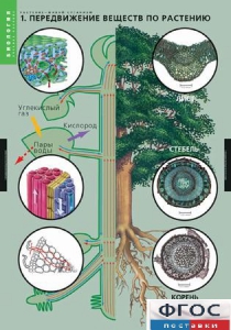 Комплект таблиц. Биология. Растение – живой организм. - fgospostavki.ru - Апрелевка