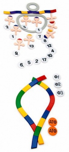 Модель-аппликация "Биосинтез белка" (набор из 49 пластмассовых фигур) - fgospostavki.ru - Апрелевка