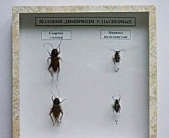 Коллекция энтомологическая "Половой диморфизм" - fgospostavki.ru - Апрелевка