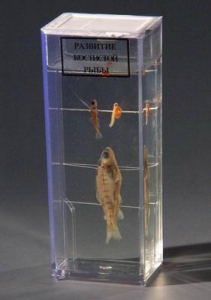 Влажный препарат "Развитие костистой рыбы" - fgospostavki.ru - Апрелевка