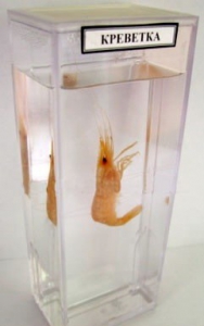 Влажный препарат "Креветка" - fgospostavki.ru - Апрелевка