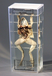 Влажный препарат "Внутреннее строение лягушки" - fgospostavki.ru - Апрелевка