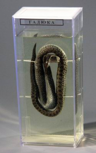 Влажный препарат "Гадюка" - fgospostavki.ru - Апрелевка