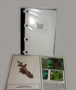 Гербарий "Эволюция высших растений" (ламинированный) - fgospostavki.ru - Апрелевка
