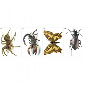 Модель-аппликация Многообразие беспозвоночных - fgospostavki.ru - Апрелевка