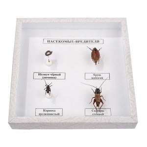 Коллекция энтомологическая "Насекомые вредители" - fgospostavki.ru - Апрелевка