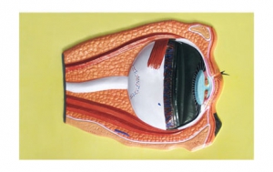 Модель барельефная "Строение глаза" - fgospostavki.ru - Апрелевка