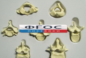 Модель "Позвонки" (из 7 штук) - fgospostavki.ru - Апрелевка