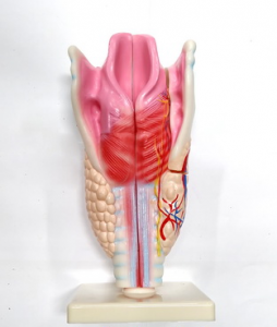 Модель "Гортань" - fgospostavki.ru - Апрелевка