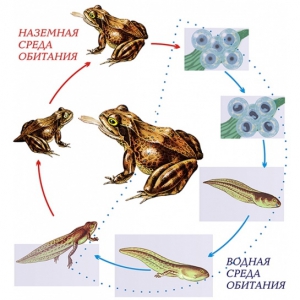 Модель-аппликация Цикл развития лягушки - fgospostavki.ru - Апрелевка