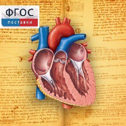 Анатомия (Цифровой атлас школьника) - fgospostavki.ru - Апрелевка