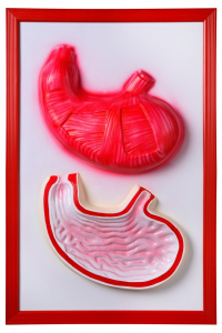 Барельефная модель "Желудок" - fgospostavki.ru - Апрелевка