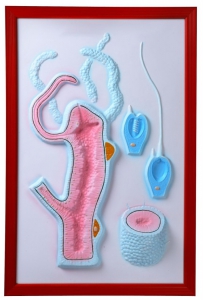 Барельефная модель "Строение гидры" - fgospostavki.ru - Апрелевка