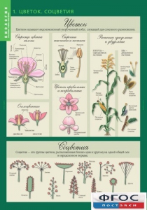 Комплект таблиц. Биология 6 класс. Растения, грибы, лишайники - fgospostavki.ru - Апрелевка